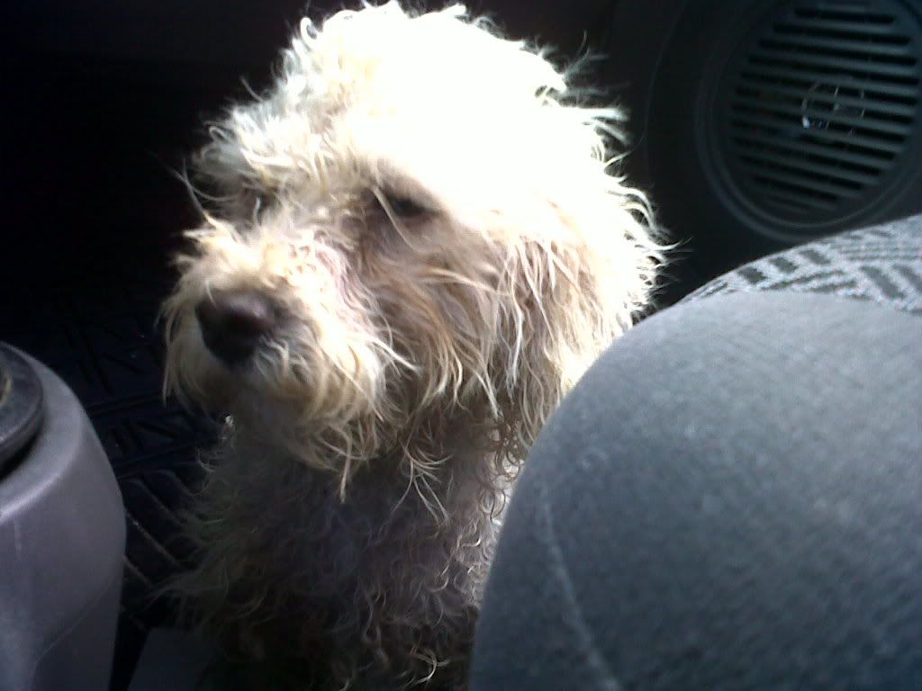 Rescate a una french poodle y mira como quedo :D! Rescate a una french poodle y mira como quedo :D!
