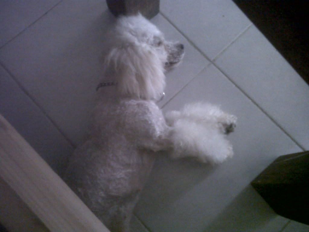 french poodle french poodle