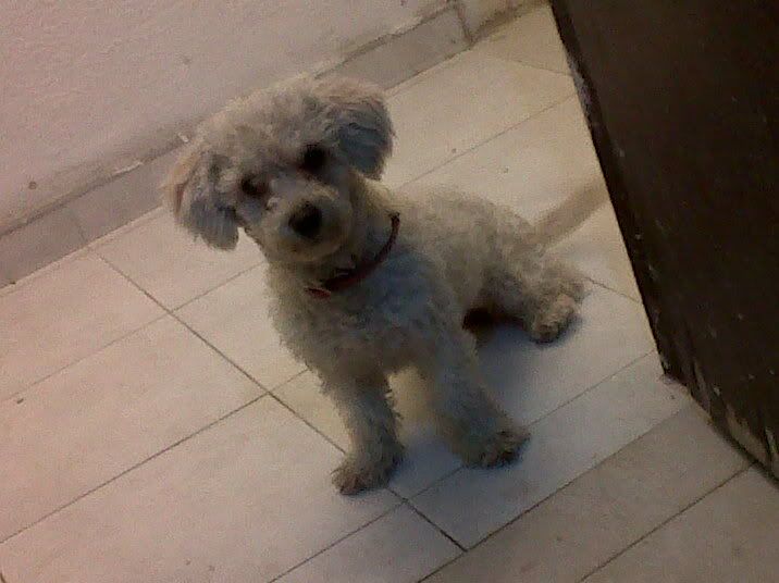 french poodle french poodle