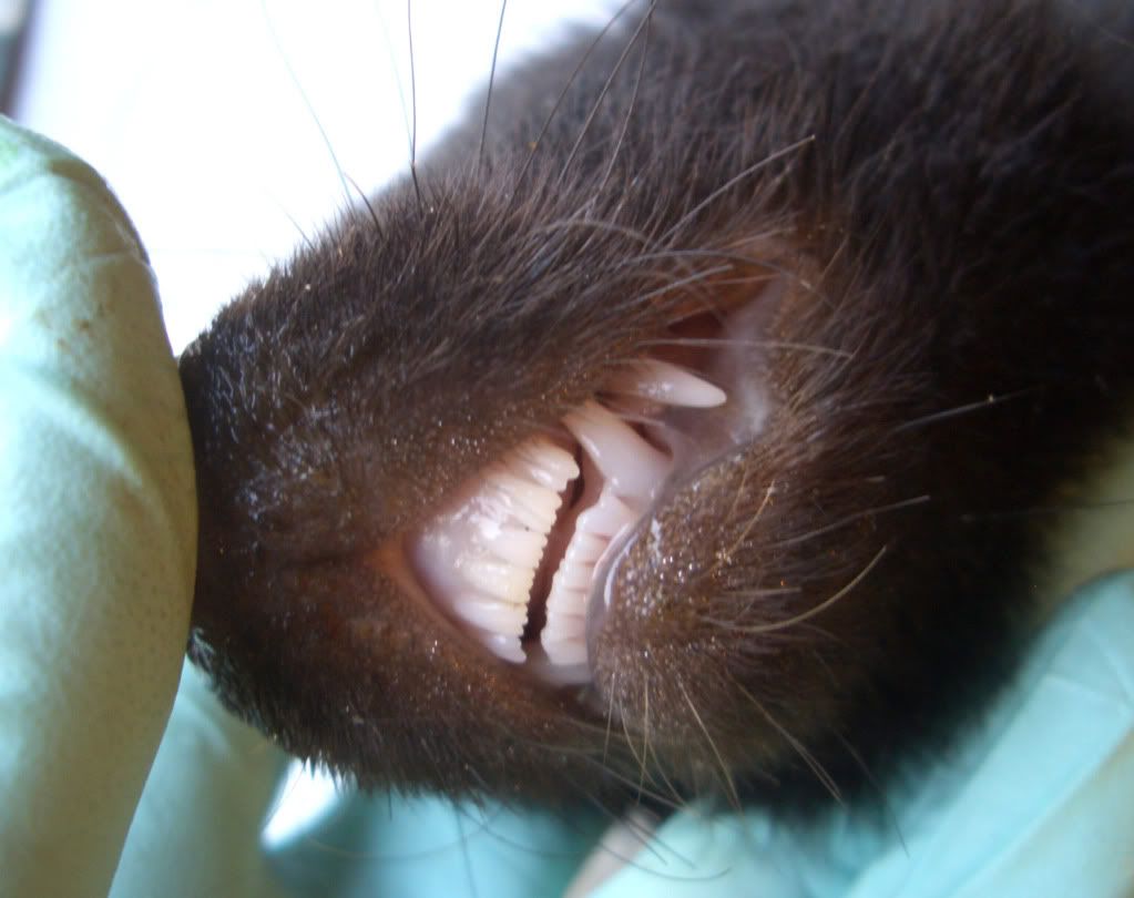 Skunk Teeth