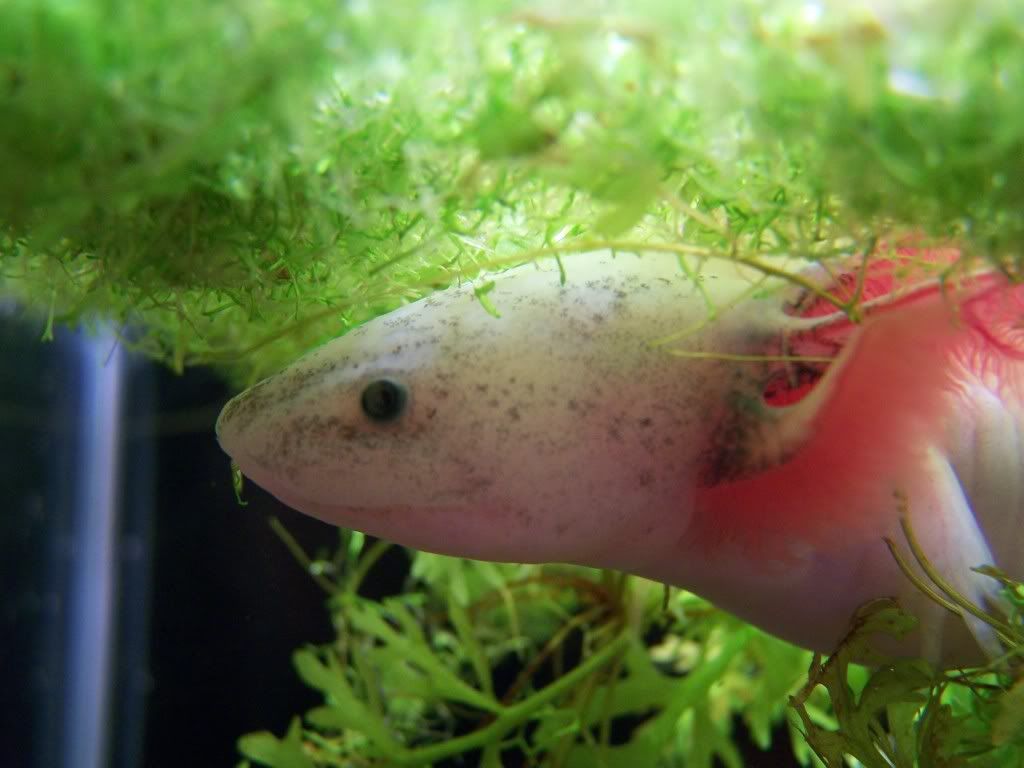 lotl fish