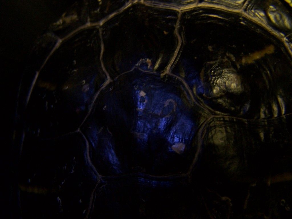 Redearslider View Topic Male Turtle With Shell Problems redearslider-view-topic-male-turtle-with-shell-problems