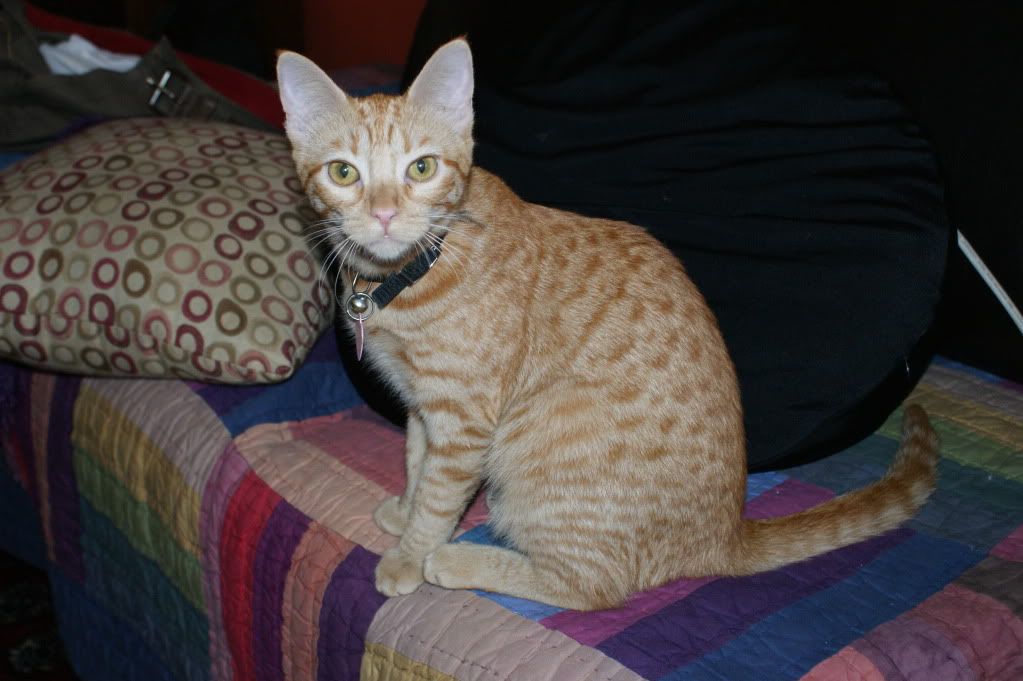 orange striped tabby additional orange stripes and spots yellow eyes orange striped tabby additional orange stripes and spots yellow eyes