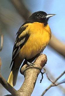 Maryland State Bird