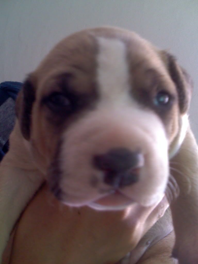 cachorros cachorros