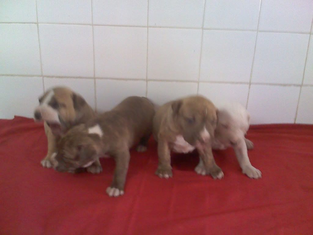 mis mis