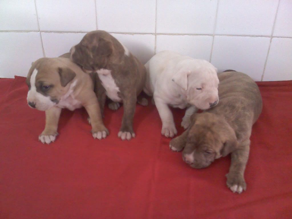 Pitbull Cruza Con Dogo Argentinos Mis Cachorros Pitbull Cruza Con Dogo Argentinos Mis Cachorros
