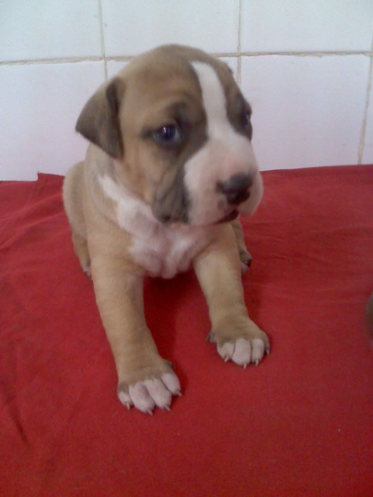 Pitbull Cruza Con Dogo Argentinos Mis Cachorros Pitbull Cruza Con Dogo Argentinos Mis Cachorros