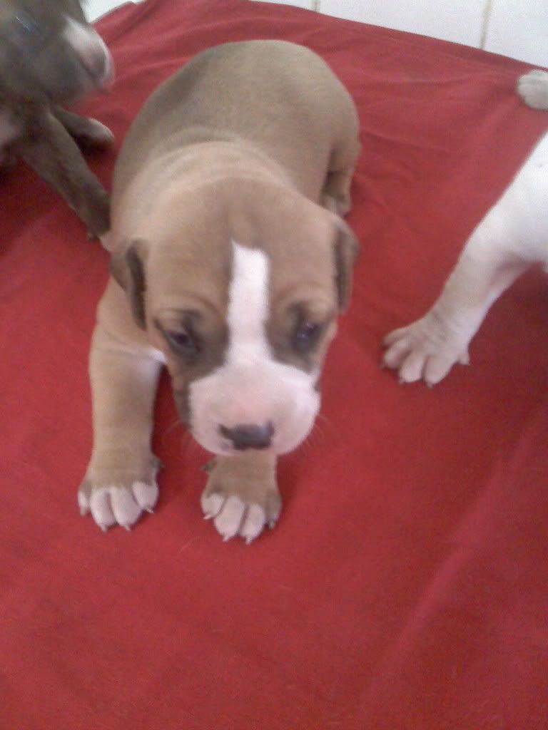 pitbull pitbull