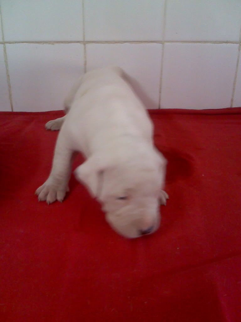 dogo dogo