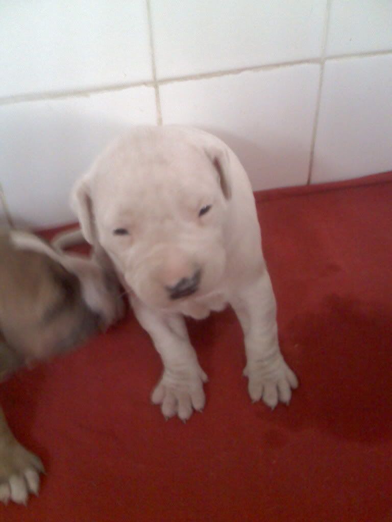 argentino argentino