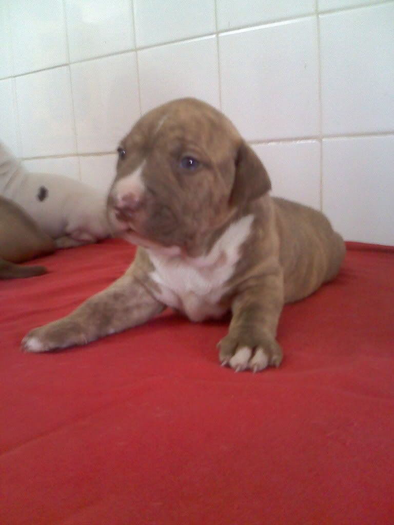 cachorros cachorros