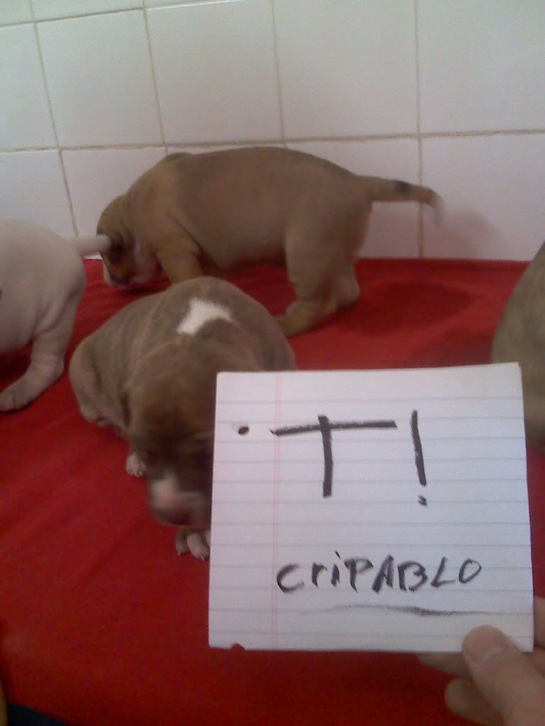 argentino argentino