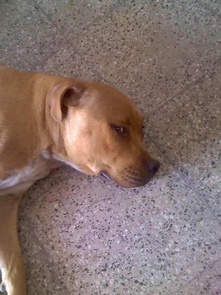 Pitbull Cruza Con Dogo Argentinos Mis Cachorros Pitbull Cruza Con Dogo Argentinos Mis Cachorros