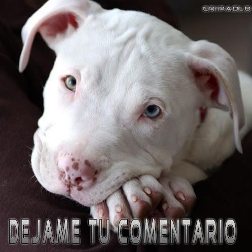 Pitbullpuppies Youtube on Pitbull Cruza Con Dogo Argentinos Mis Cachorros   Taringa