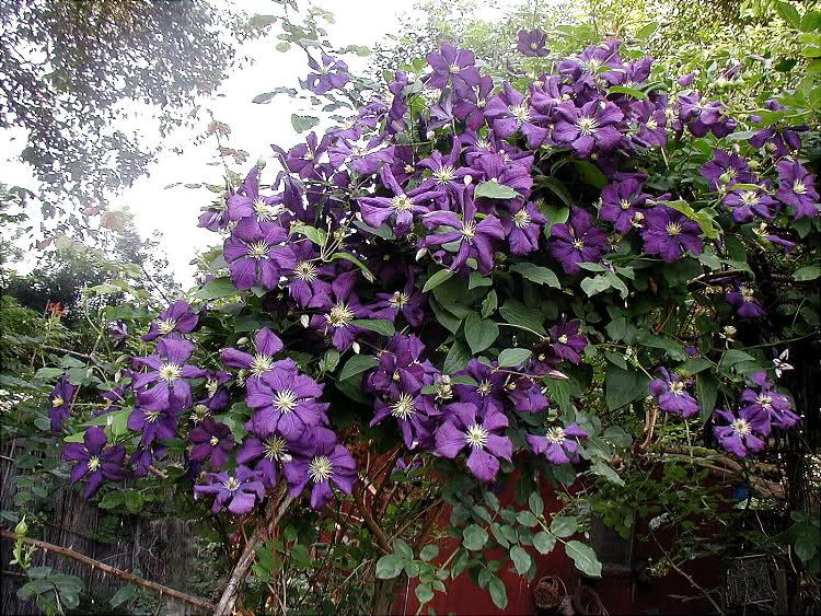 CLEMATIS viticella ETOILE VIOLETTE IN VASO 9cm