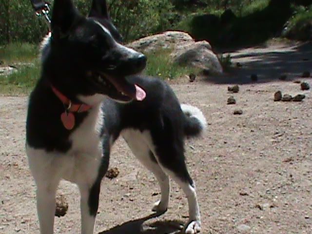 Karelian Bear Laika