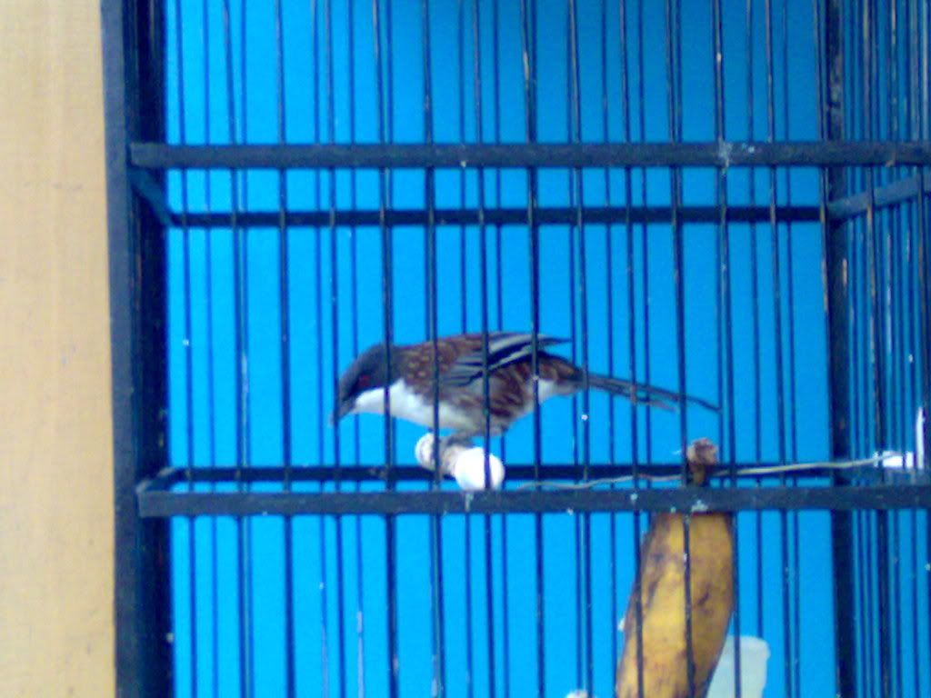 Tanya Ini Jenis Burung Apa Cendet Matahari Crocias Albonotatus