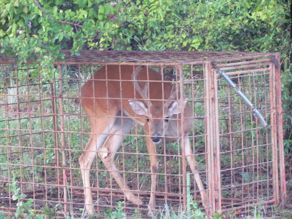 Keeping deer out of hog traps Texas Hunting Forum