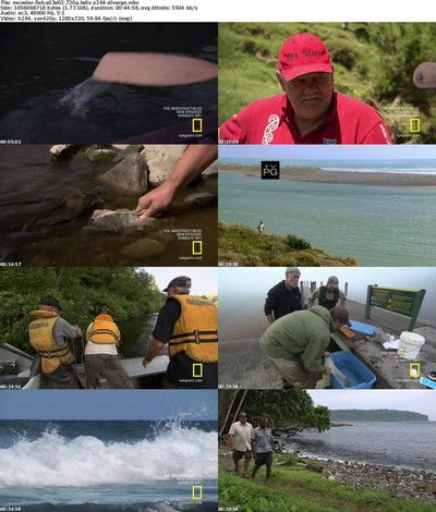 National Geographic - Monster Fish: Giant Eels (2011) HDTV XviD-DiVERGE