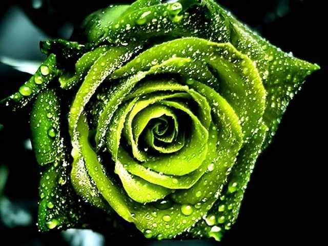 green_rose-1.jpg