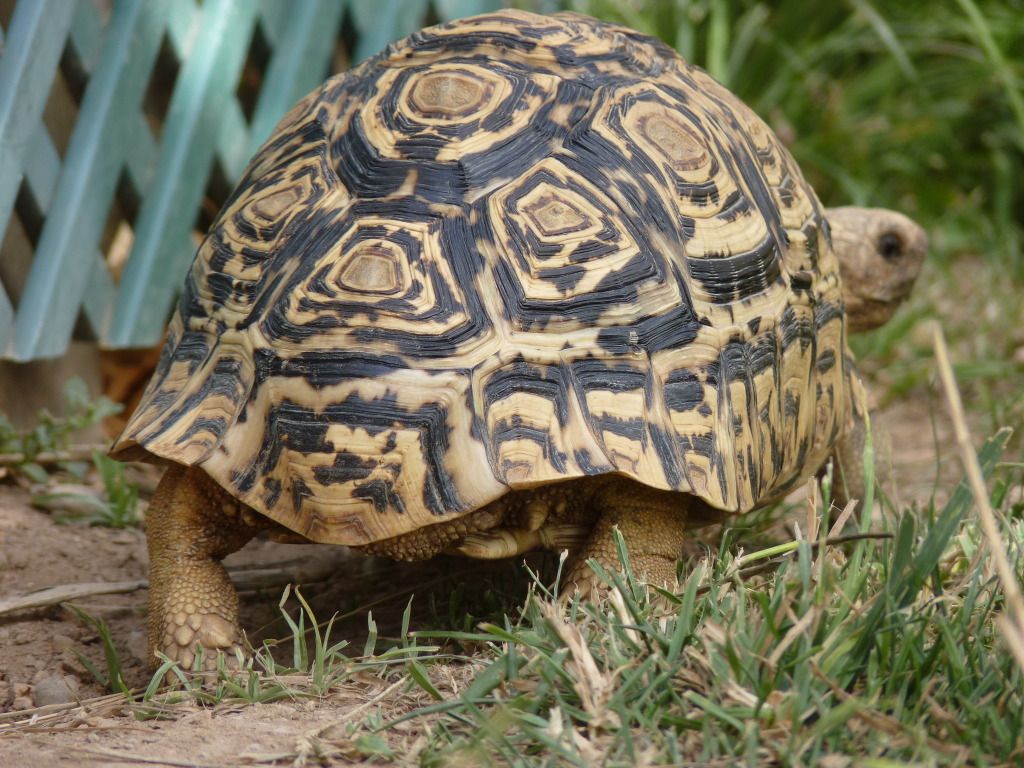tortoises29612012.jpg