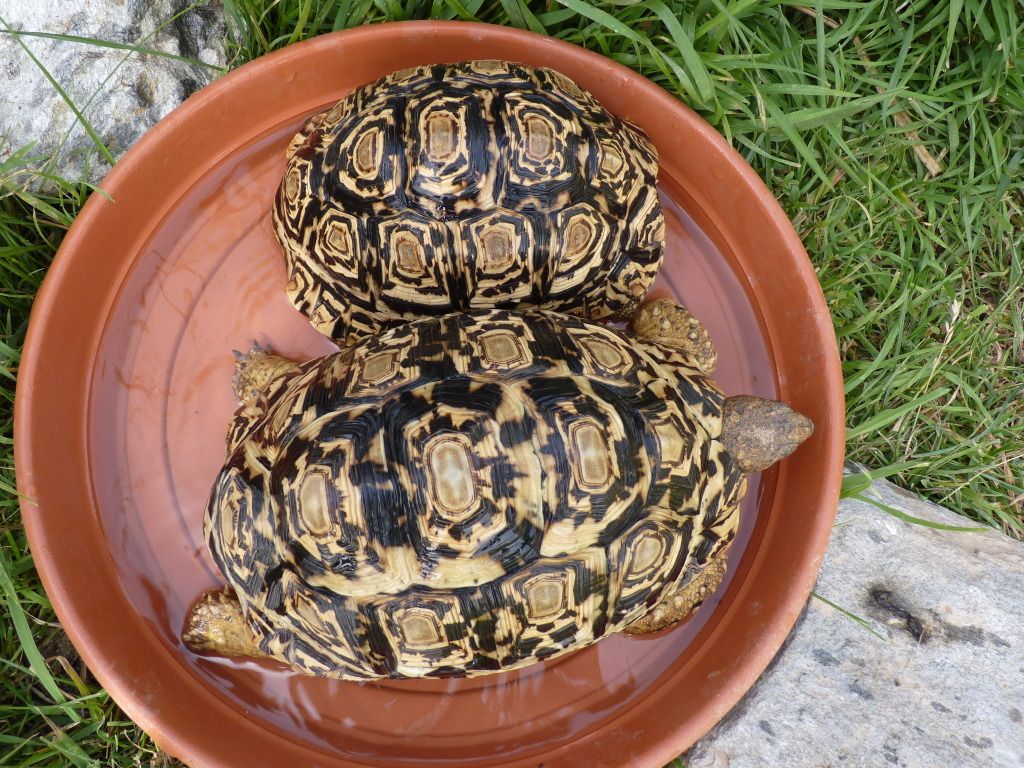tortoises29612020.jpg