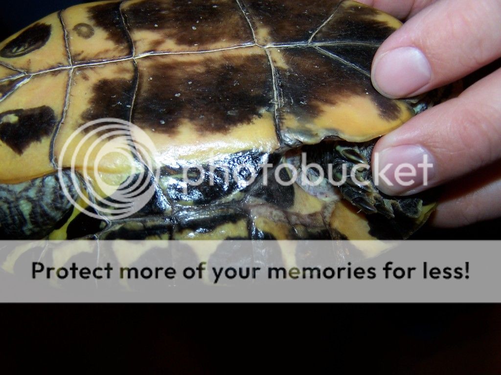 Redearslider.com :: View topic - Male turtle with shell problems