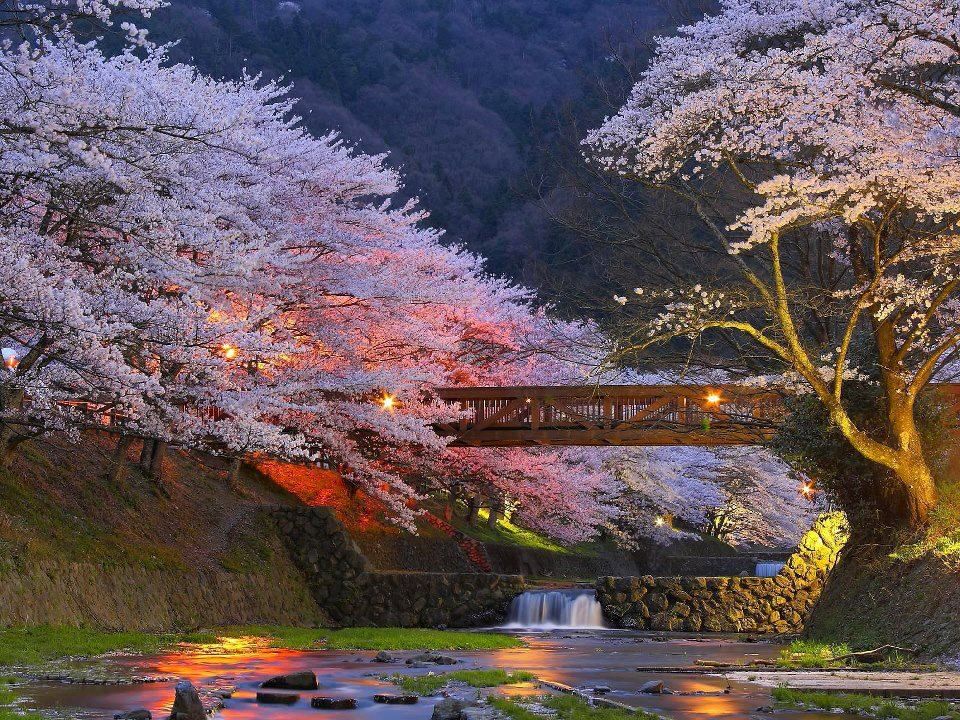 BeautifulCherryTreesinKyotoJapanNaturalbeauty_zps304b21d8.jpg