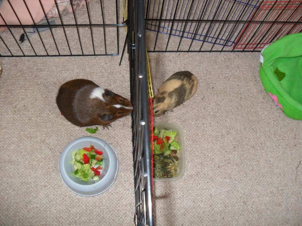 SAM_0293.jpg
