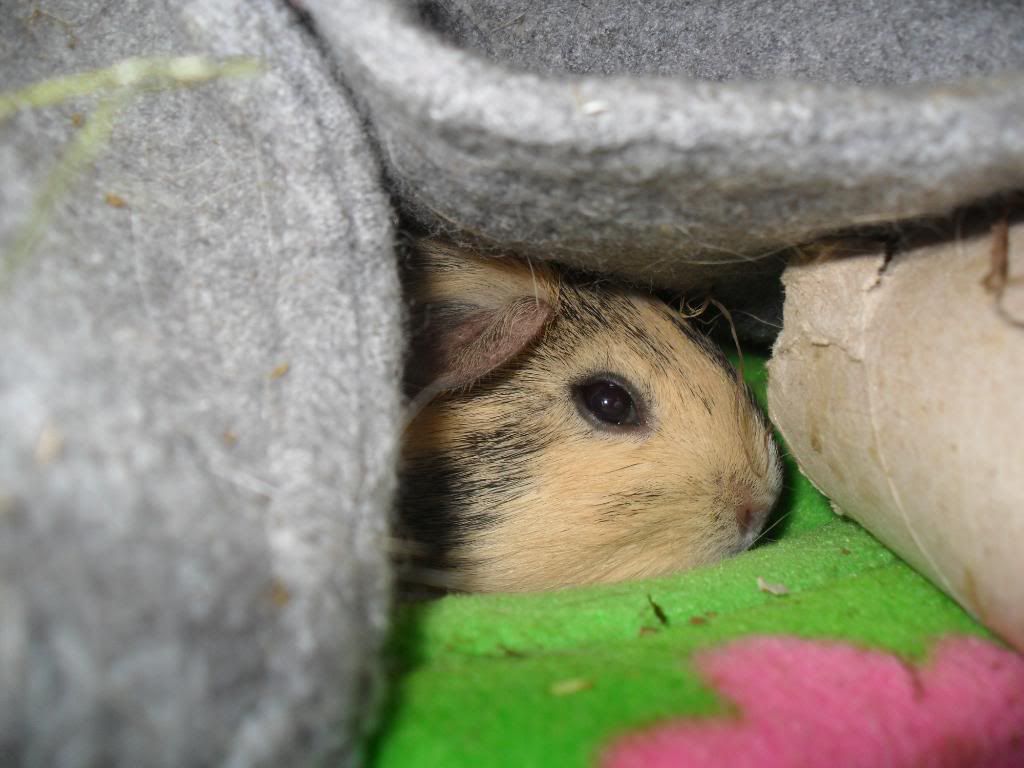 SAM_0534.jpg